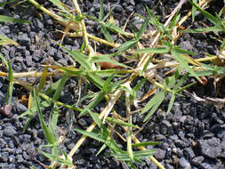 Image of Bermudagrass