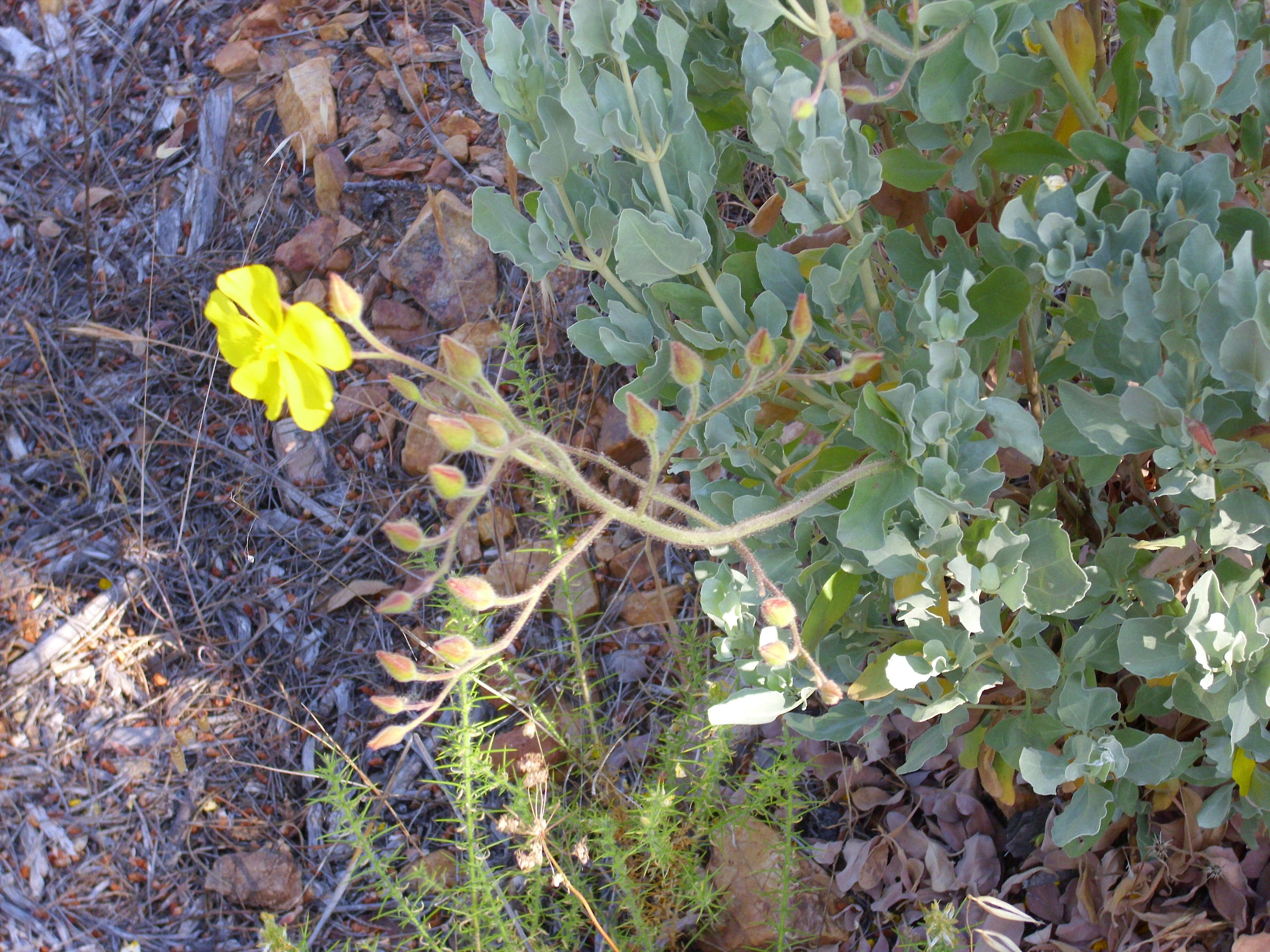 Image of Halimium halimifolium (L.) Willk.