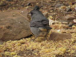 Image of Gray-crested Finch