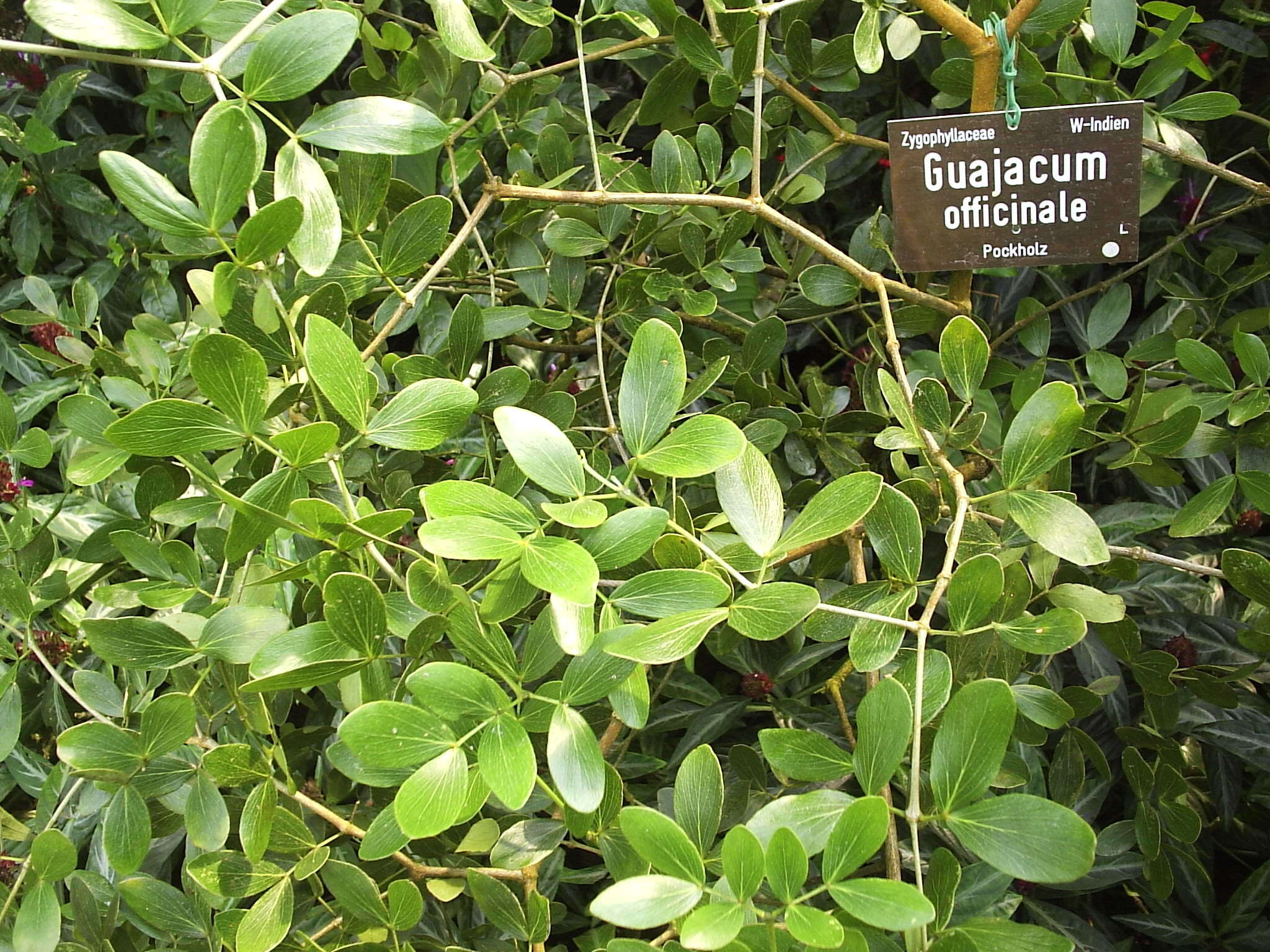 Image of Lignum Vitae