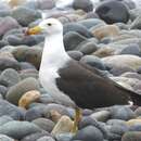 Image of Belcher's Gull