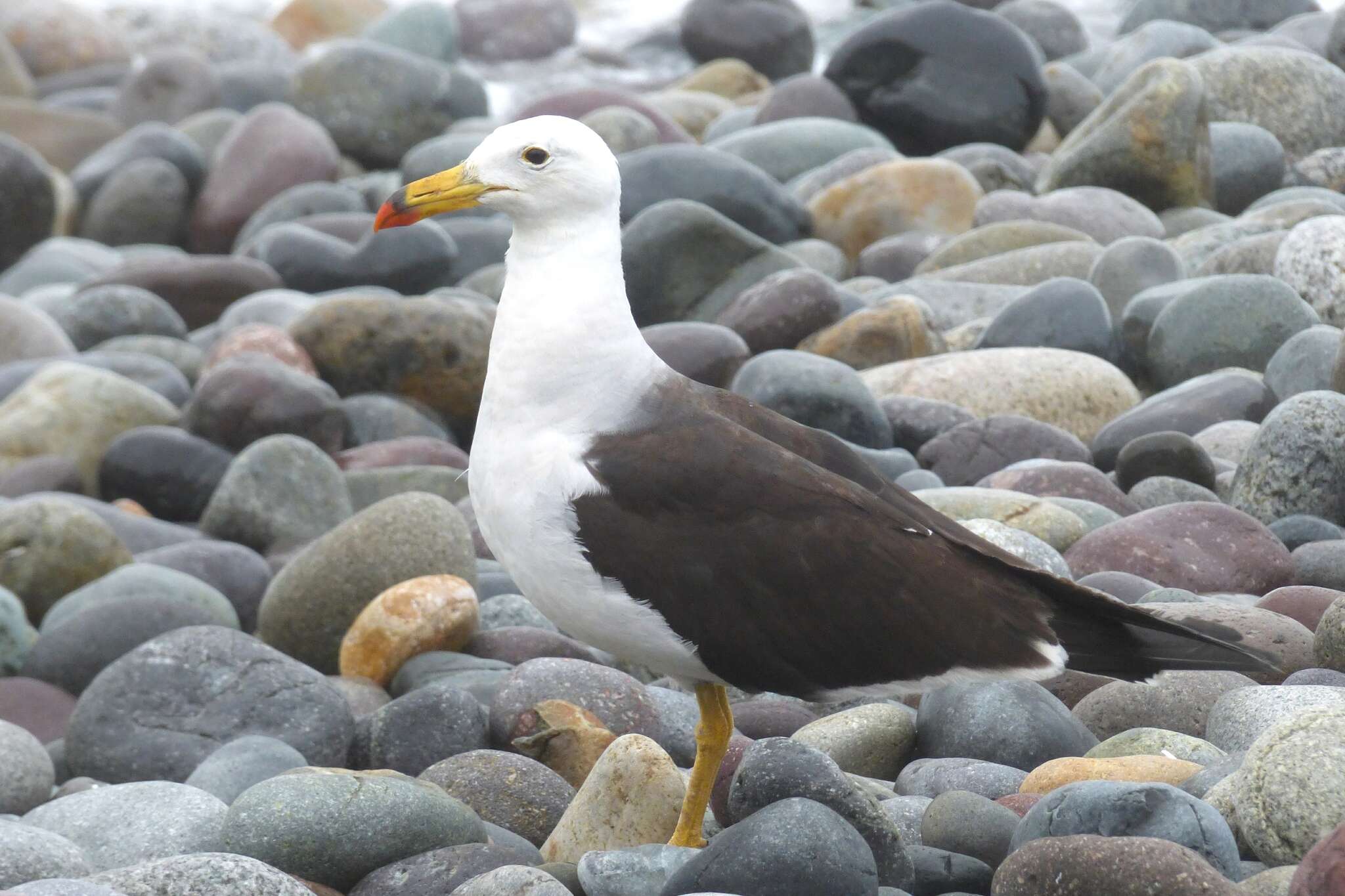 Image of Belcher's Gull