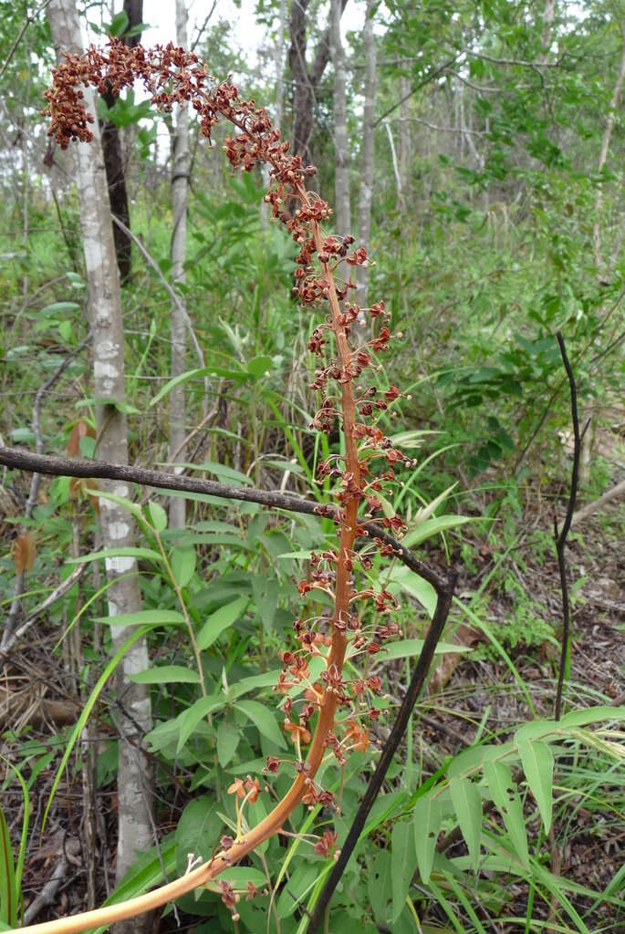 Imagem de Nepenthes holdenii Mey