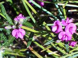 Image of Heath Mirbelia