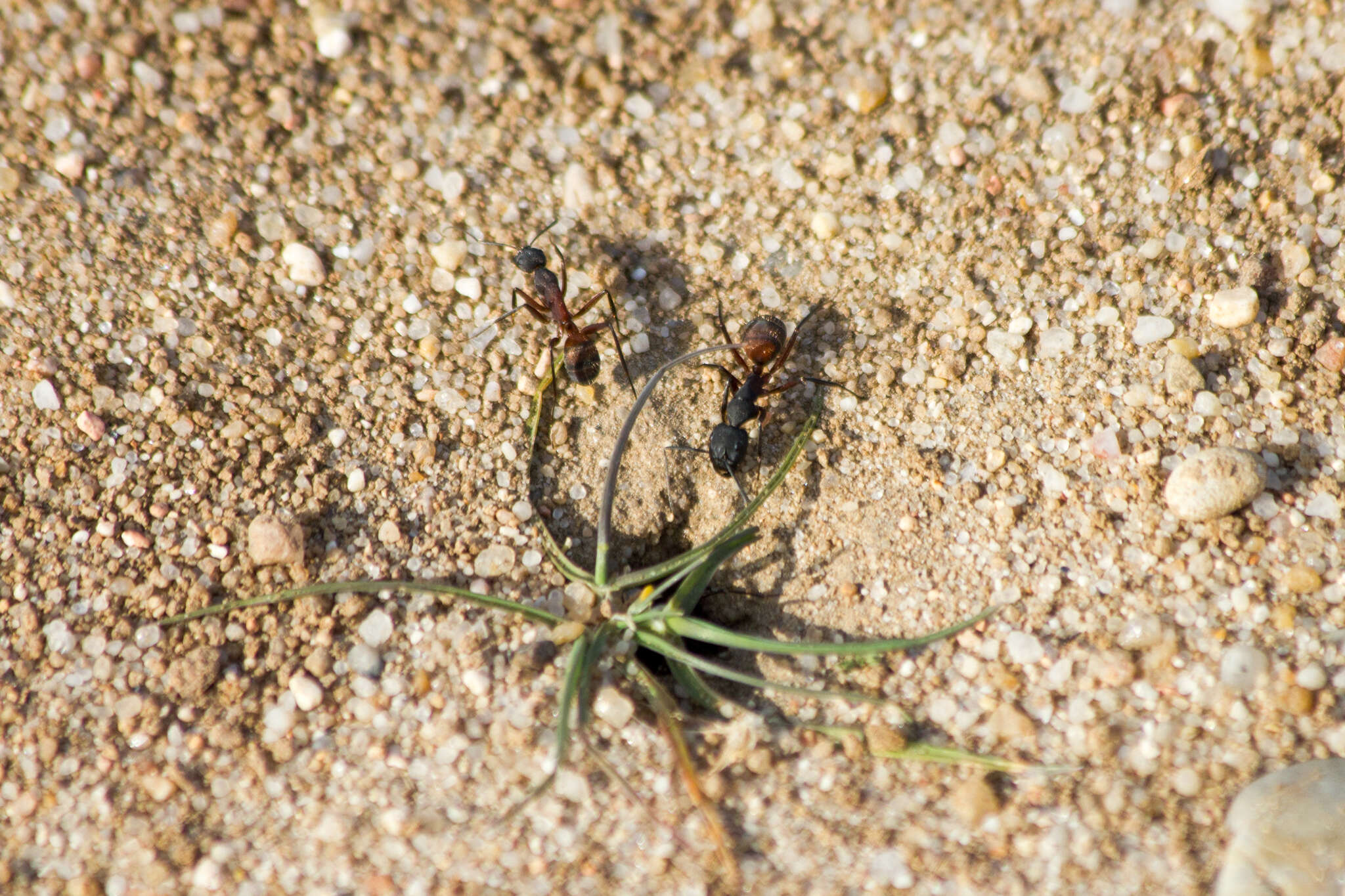 Image of Camponotus cruentatus (Latreille 1802)