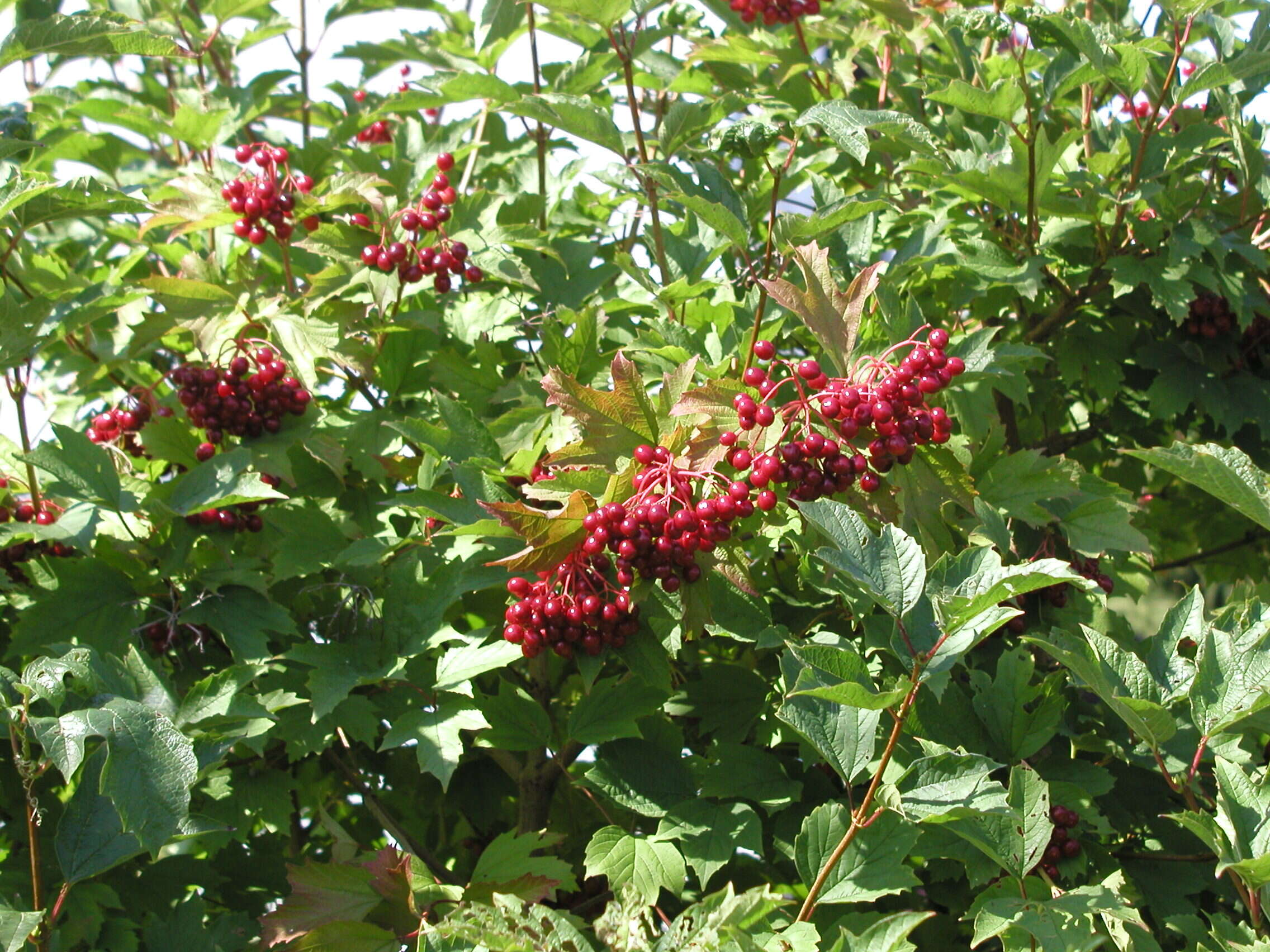 Image of Cranberry-tree