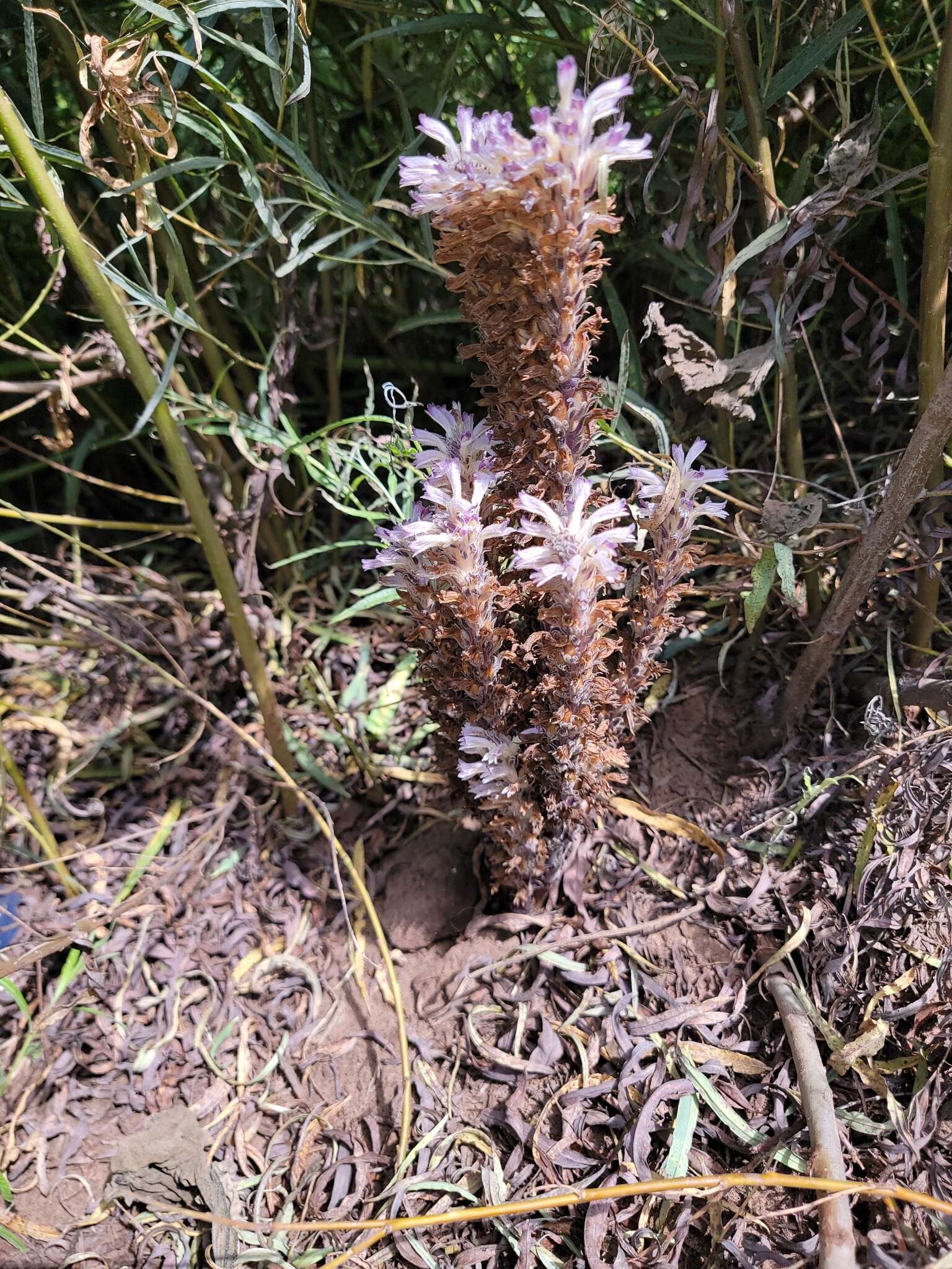 Image of River Broom-Rape