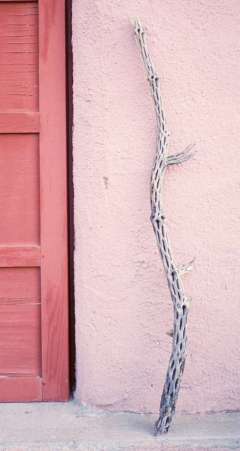 Image de Cylindropuntia imbricata (Haw.) F. M. Knuth