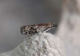 Image of American Plum Borer