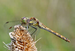 Image of Common Darter