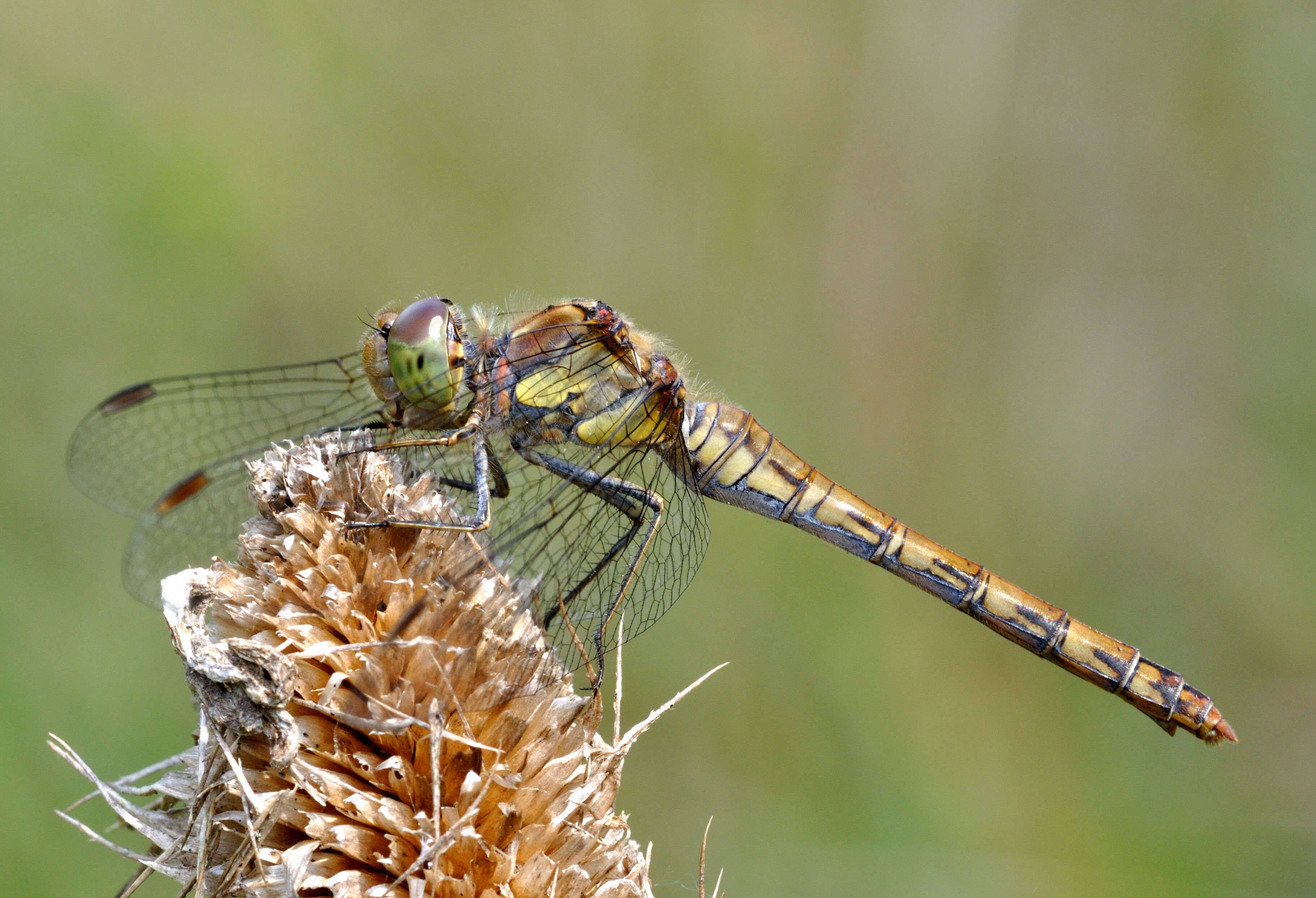 Image of Common Darter