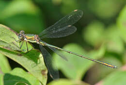 Image of Chalcolestes Kennedy 1920