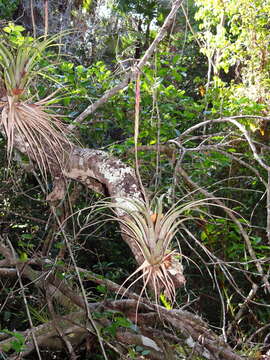 Image of leatherleaf airplant