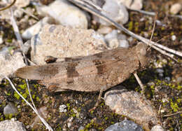 Image of blue-winged grasshopper