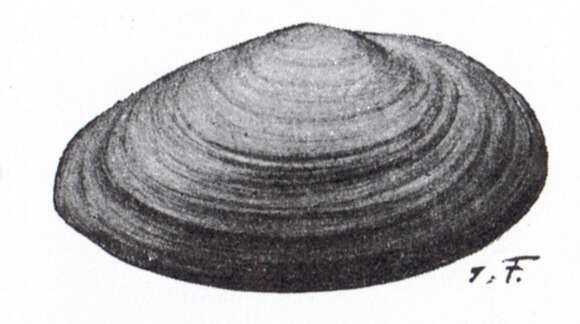 Image of Soft shelled clam