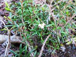 Image of Blunt Heath