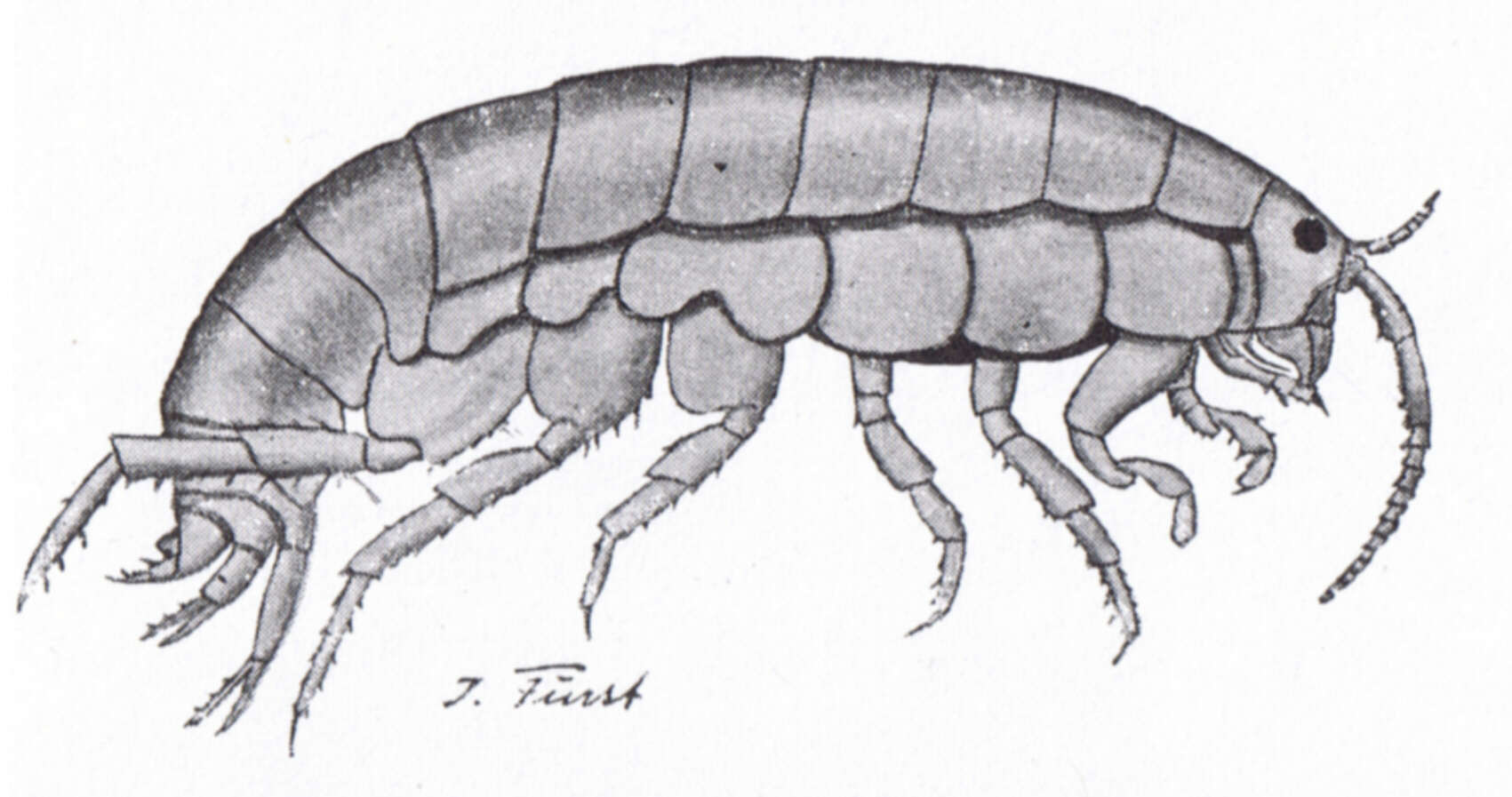 Imagem de Orchestia gammarellus (Pallas 1766)