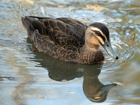 Image of Grey Duck