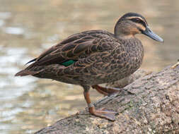 Image of Grey Duck