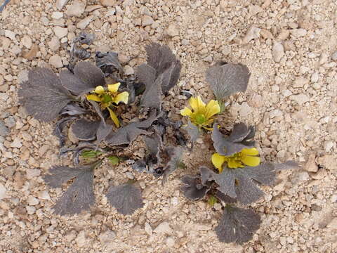 Image of Ranunculus paucifolius T. Kirk