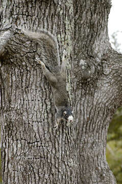 Image of Sciurus niger niger Linnaeus 1758