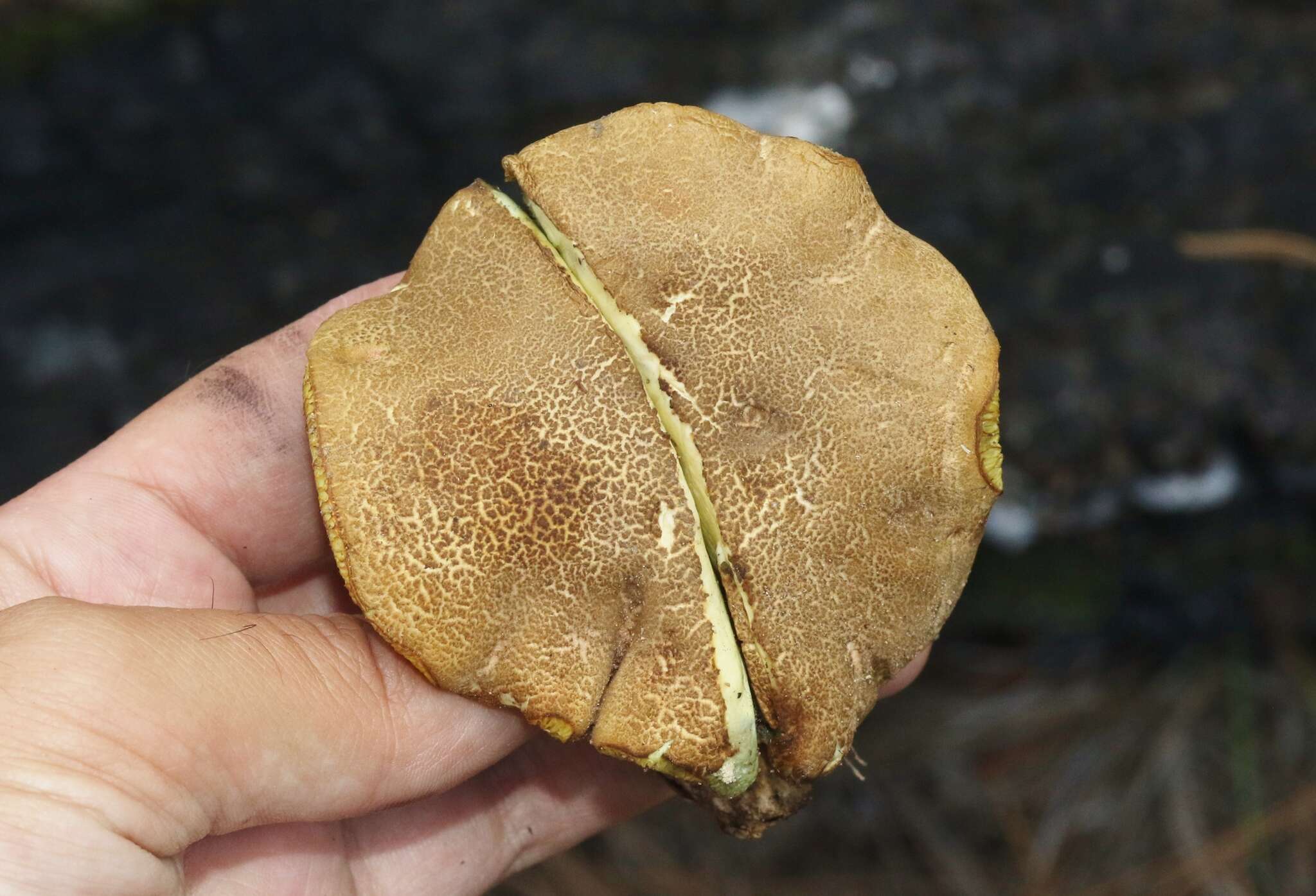 Imagem de Boletus brunneotomentosus B. Ortiz 2007