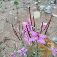 Image de Epilobium dodonaei Vill.