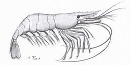 Image of Baltic prawn