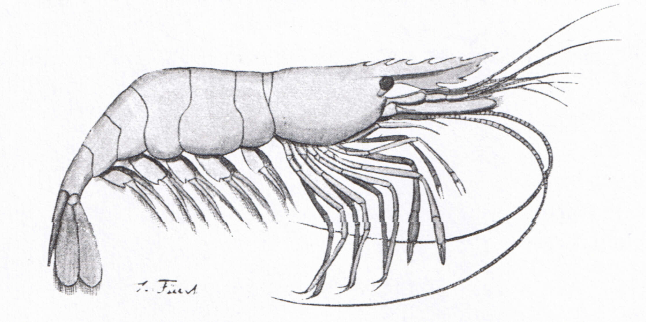 Image of Baltic prawn