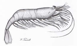 Image of Common shrimp