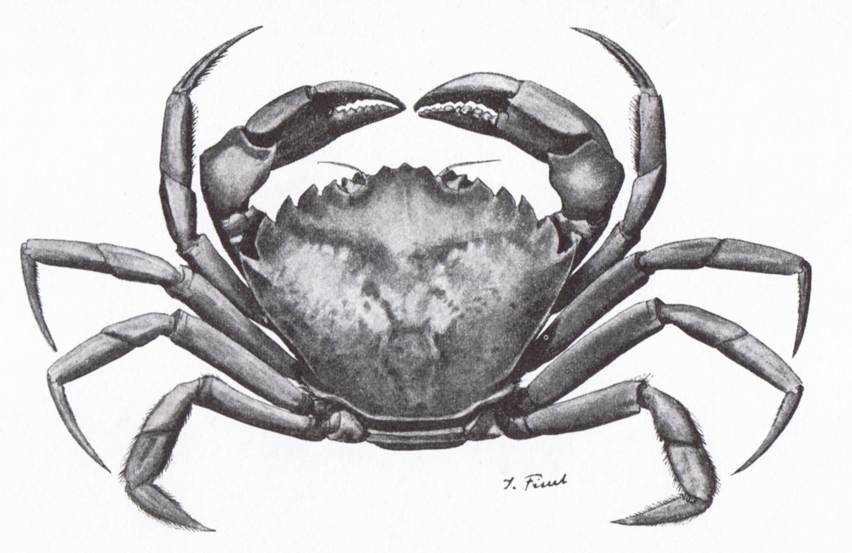 Image of Carcinidae MacLeay 1838