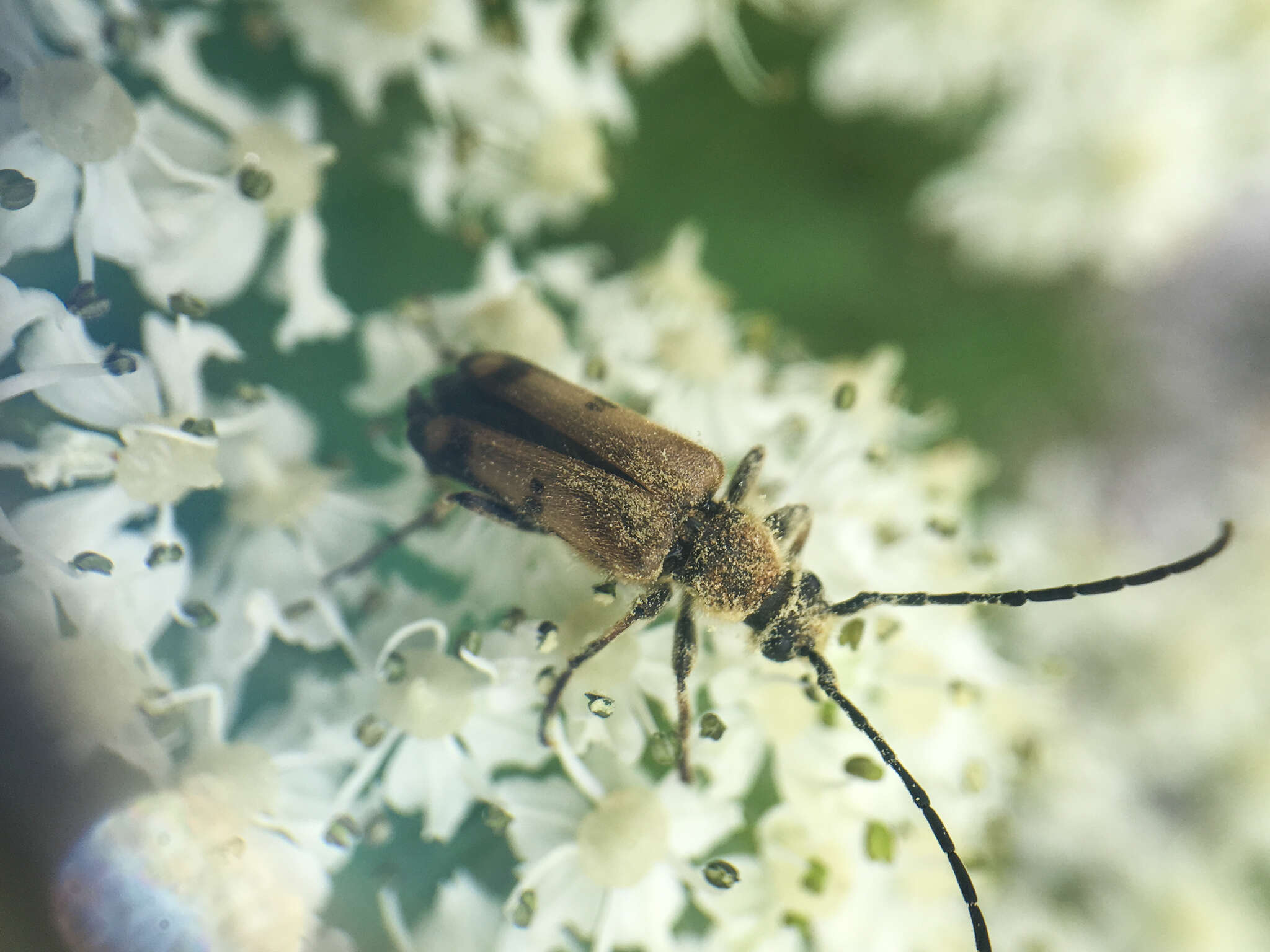 Image of Xestoleptura tibialis (Le Conte 1850)