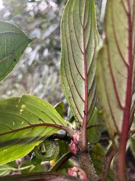 Image of Glossoloma ichthyoderma (Hanst.) J. L. Clark