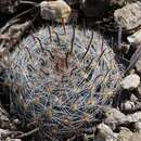 Image of Mammillaria nana Backeb. ex Mottram