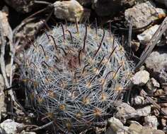 Image of Mammillaria nana Backeb. ex Mottram