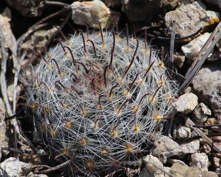 Plancia ëd Mammillaria nana Backeb. ex Mottram