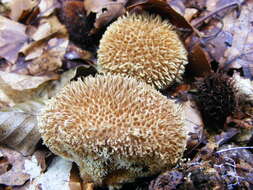 Imagem de Lycoperdon echinatum Pers. 1794