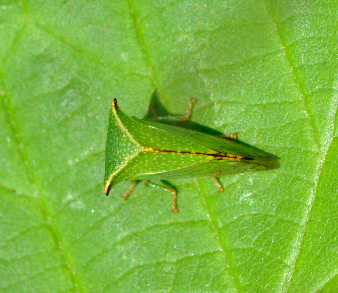 Image of Buffalo treehopper