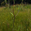 Sivun Symphyotrichum boreale (Torr. & A. Gray) A. Löve & D. Löve kuva