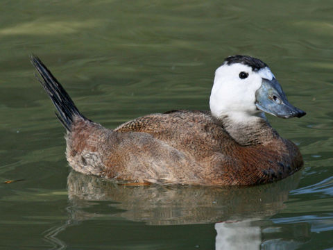Image of White-headed duck