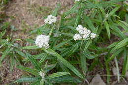 Imagem de Anaphalis margaritacea (L.) Benth.