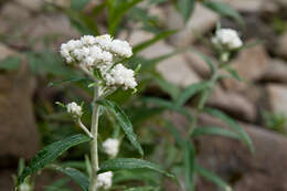 Imagem de Anaphalis margaritacea (L.) Benth.