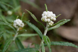 Imagem de Anaphalis margaritacea (L.) Benth.