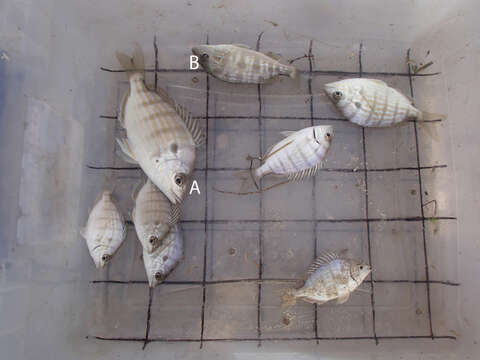 Image of Pigfish