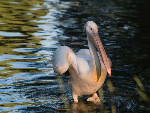 Image of Great White Pelican