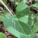 Image of largeroot morning-glory