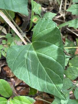 Imagem de Ipomoea furcyensis Urb.