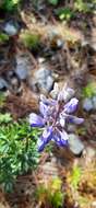 Plancia ëd Lupinus cacuminis Standl.