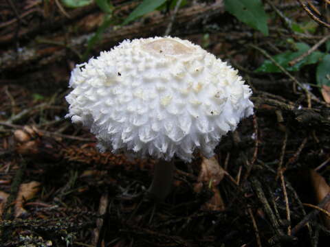 Слика од Lepiota cristata (Bolton) P. Kumm. 1871