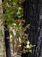 Image of Eucalyptus globoidea Blakely